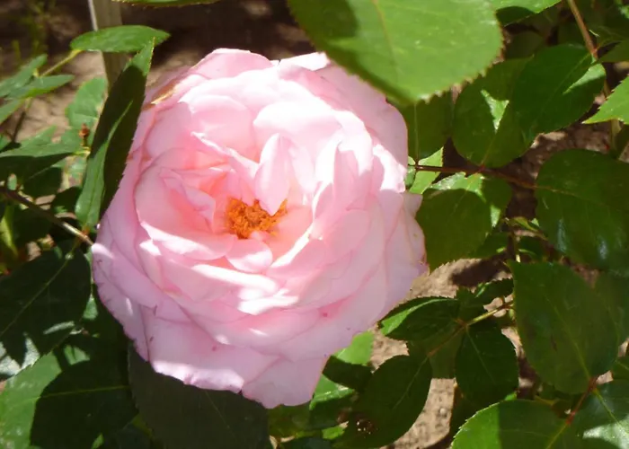 Tourist Complex Rose Village شقة فندقية 2*