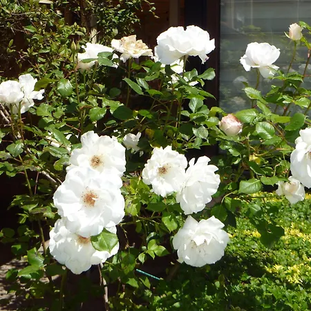 Tourist Complex Rose Village アパートホテル