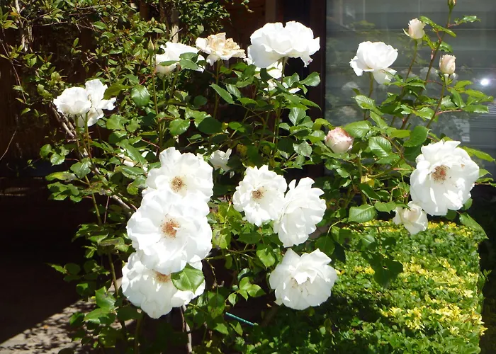 Tourist Complex Rose Village Hotel de apartamente