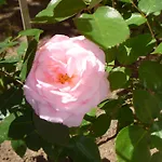 Tourist Complex Rose Village アパートホテル 3*