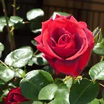 アパートホテル Tourist Complex Rose Village
