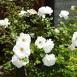 Tourist Complex Rose Village アパートホテル