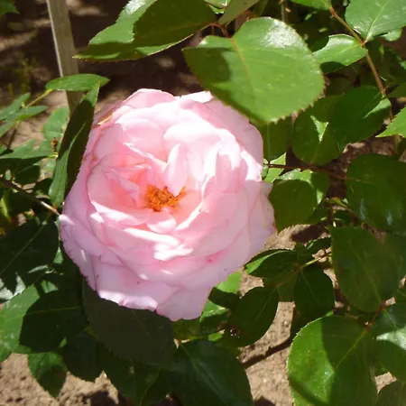 Tourist Complex Rose Village מלון דירות 2*
