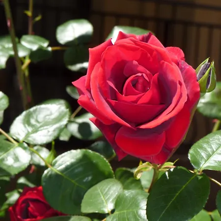 Apart-hotel Tourist Complex Rose Village