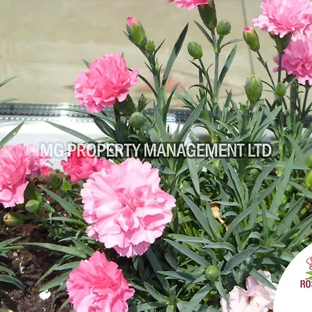 Tourist Complex Rose Village アパートホテル