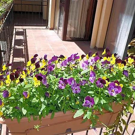Tourist Complex Rose Village