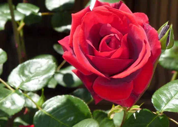 Apartahotel Tourist Complex Rose Village