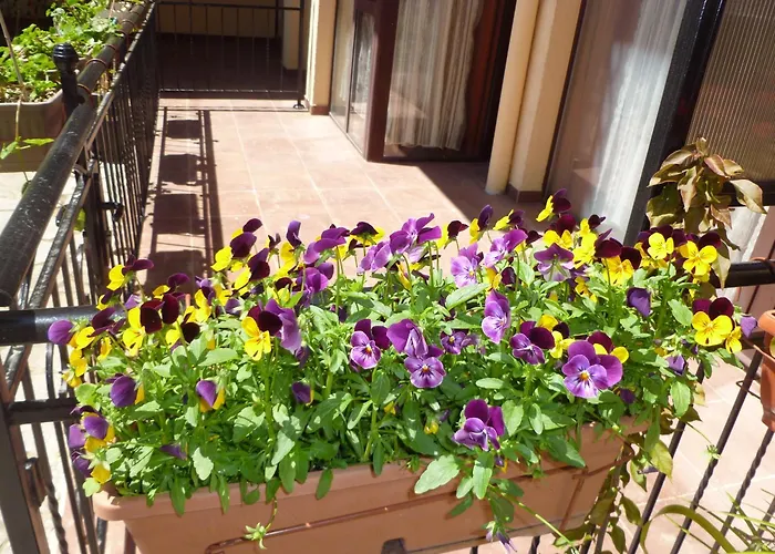 Lejlighedshotel Tourist Complex Rose Village